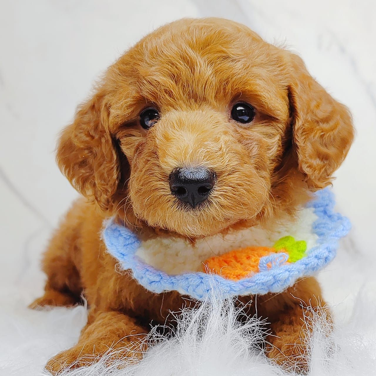 Poodle 娉拌开璐靛