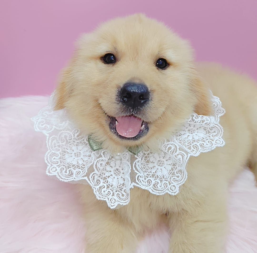 Golden Retriever 黄金猎犬