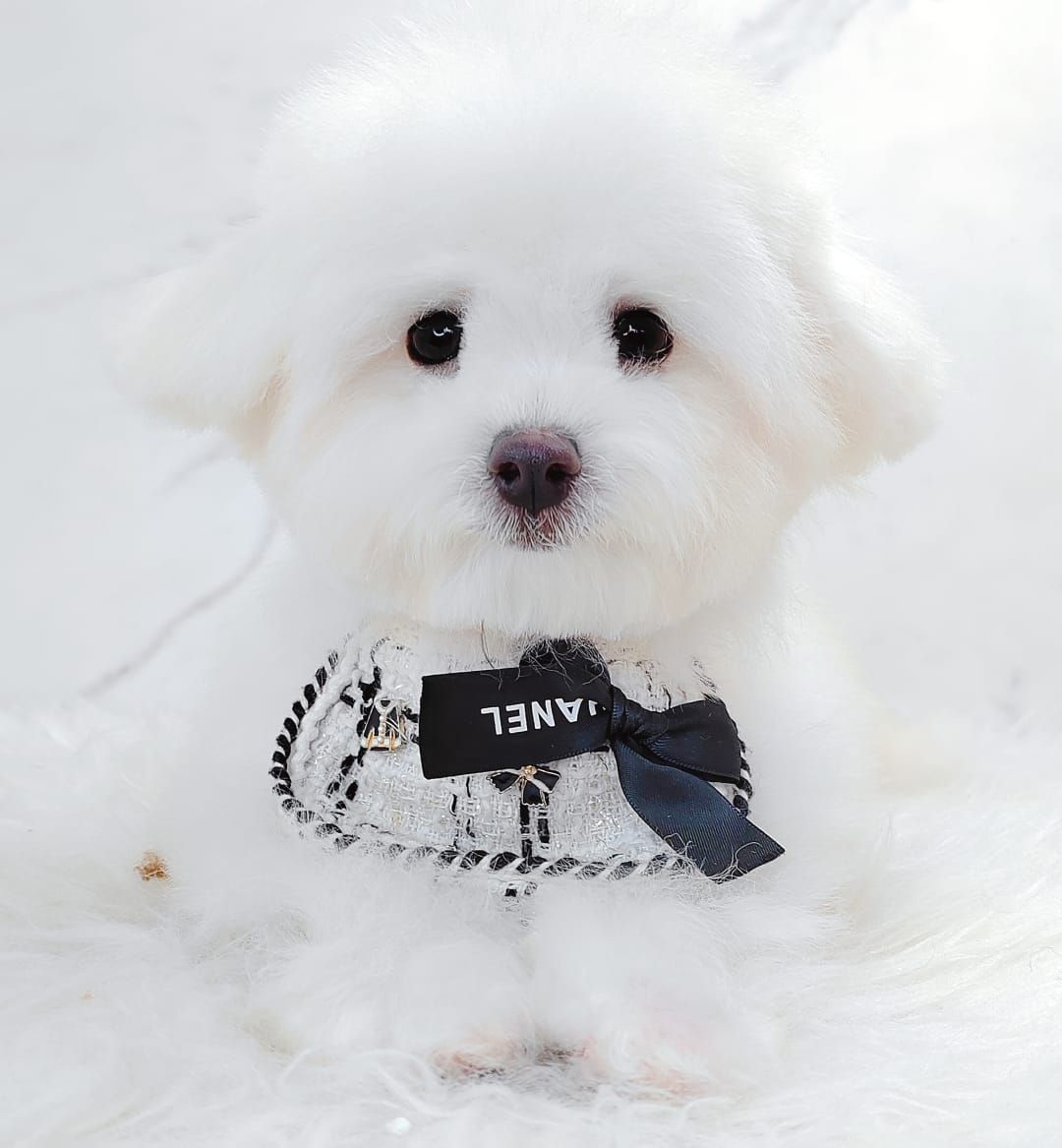 Maltipoo 马尔泰迪