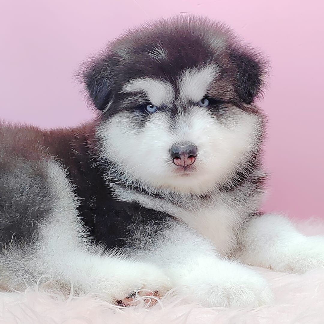 Wooly Malamute 阿拉斯加