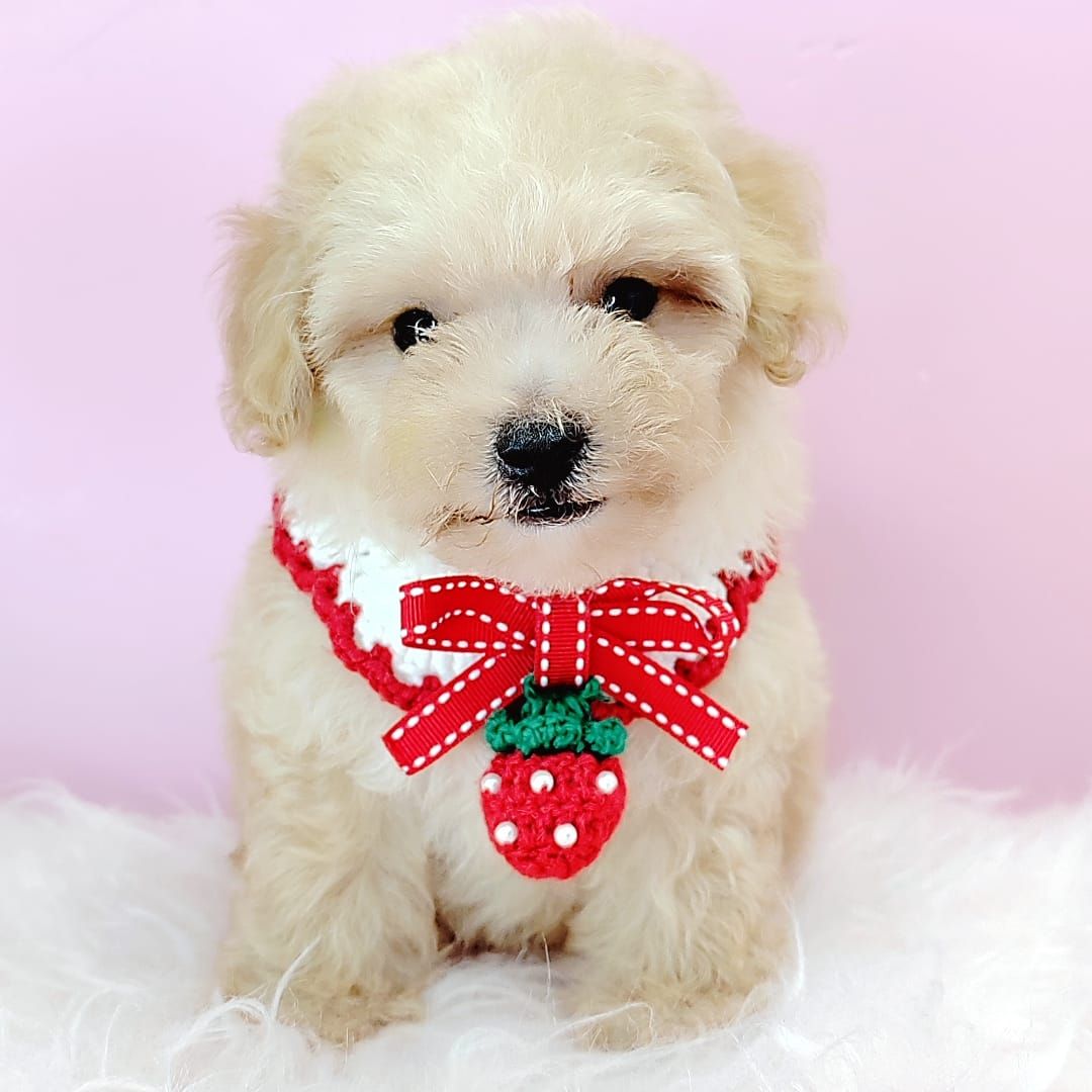 Poodle 娉拌开璐靛