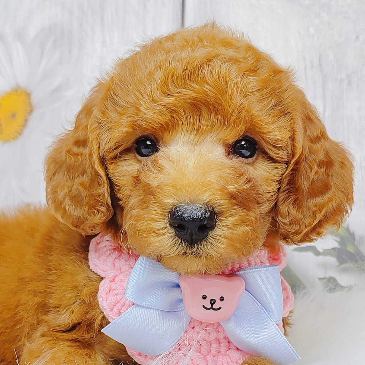 Poodle 娉拌开璐靛