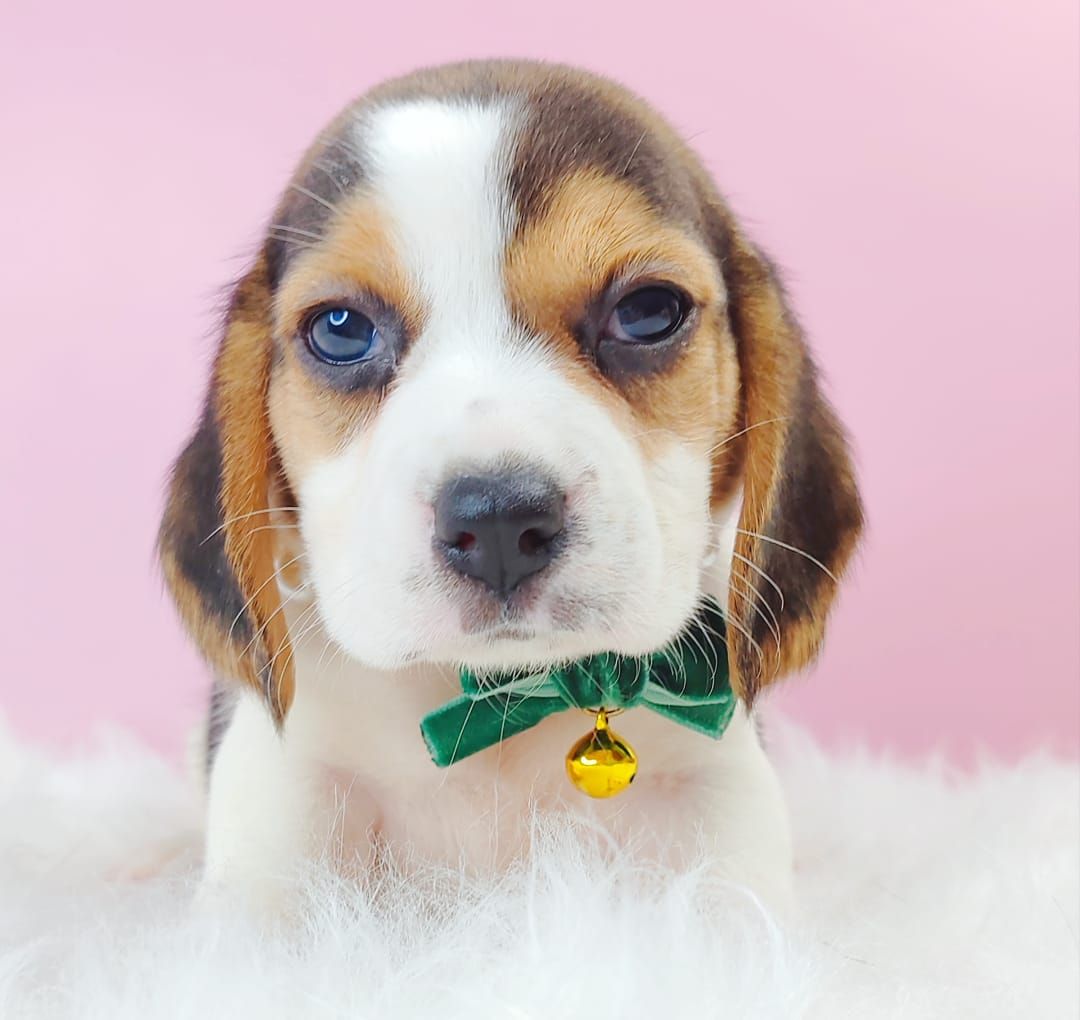 Beagle 米格鲁