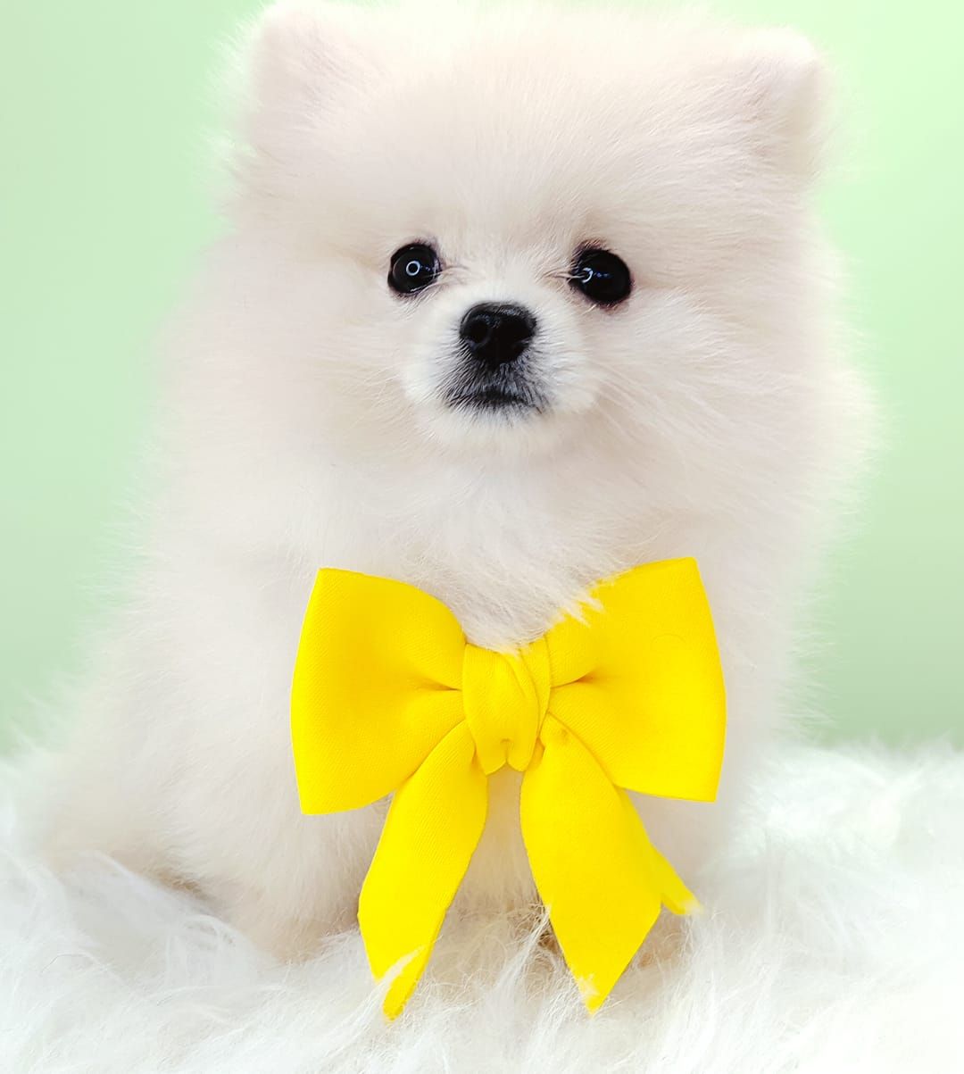Pomeranian 博美