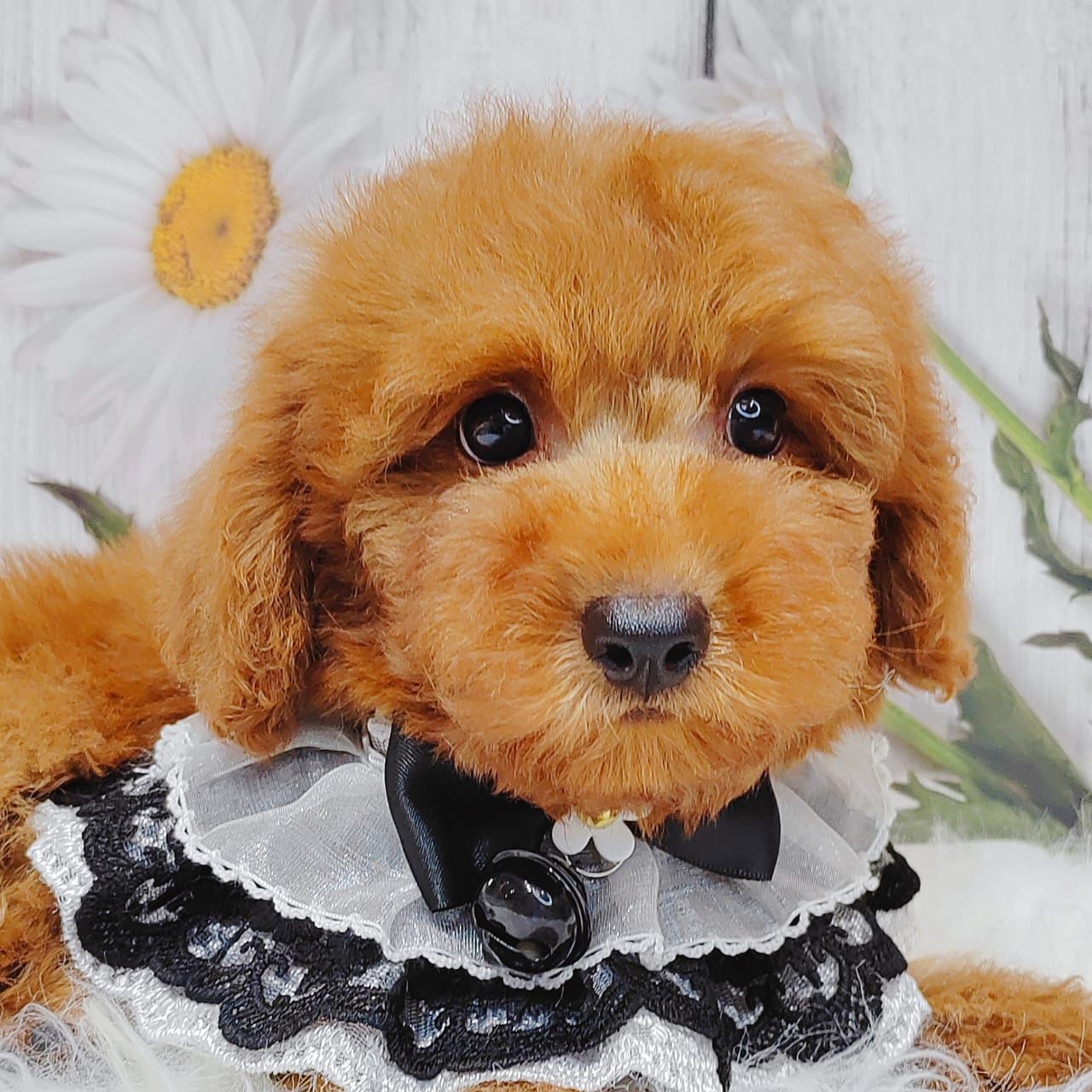 Poodle 娉拌开璐靛