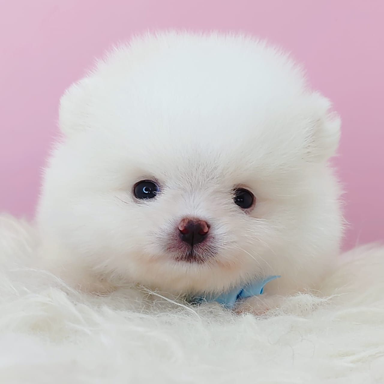 Pomeranian 博美