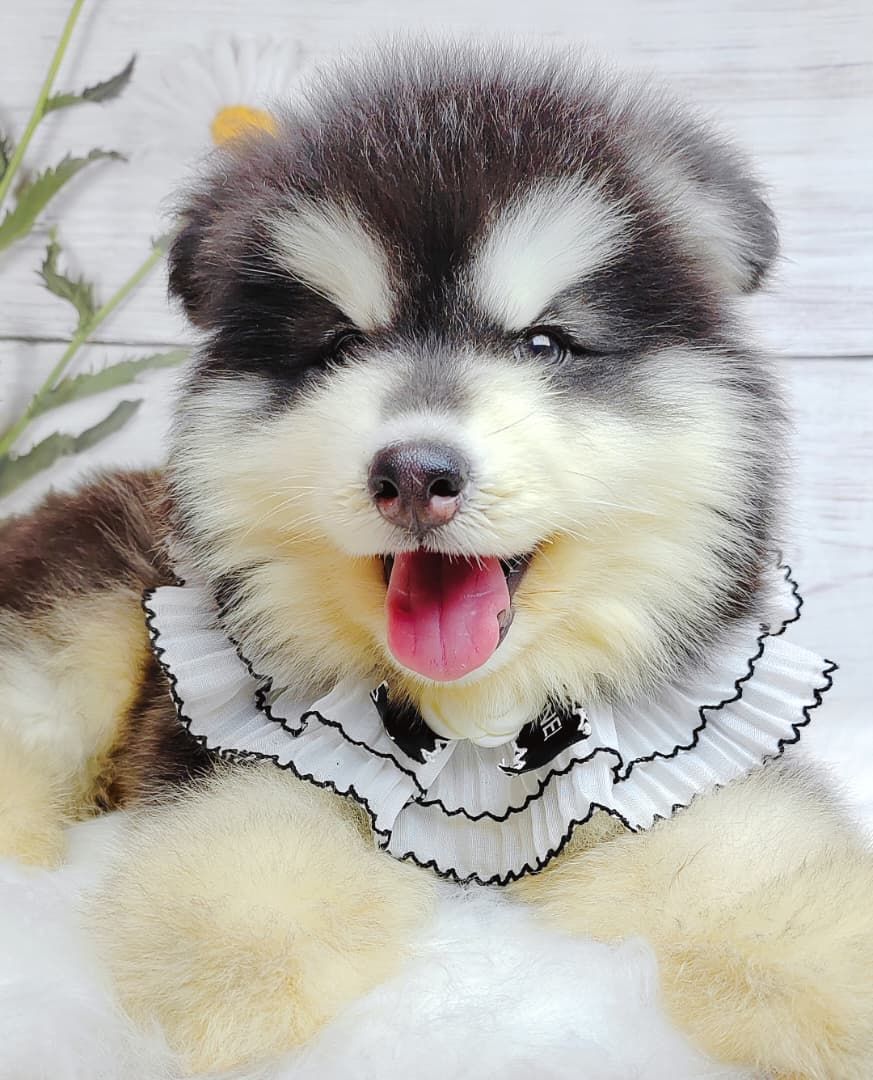 Wooly Alaskan 长毛哈士奇