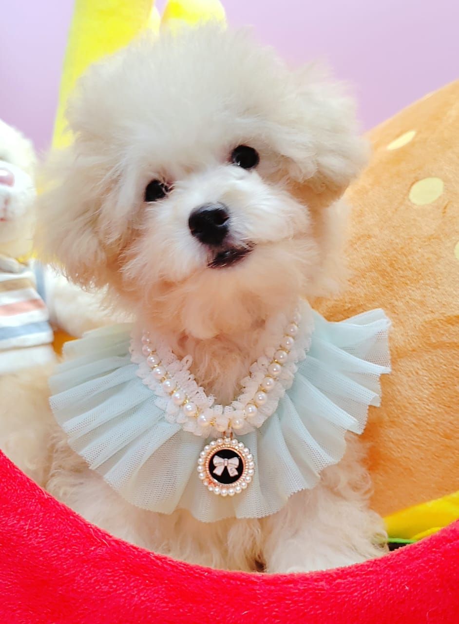 Maltipoo 马尔泰迪