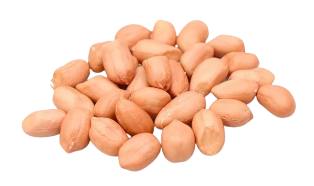 KACANG TANAH