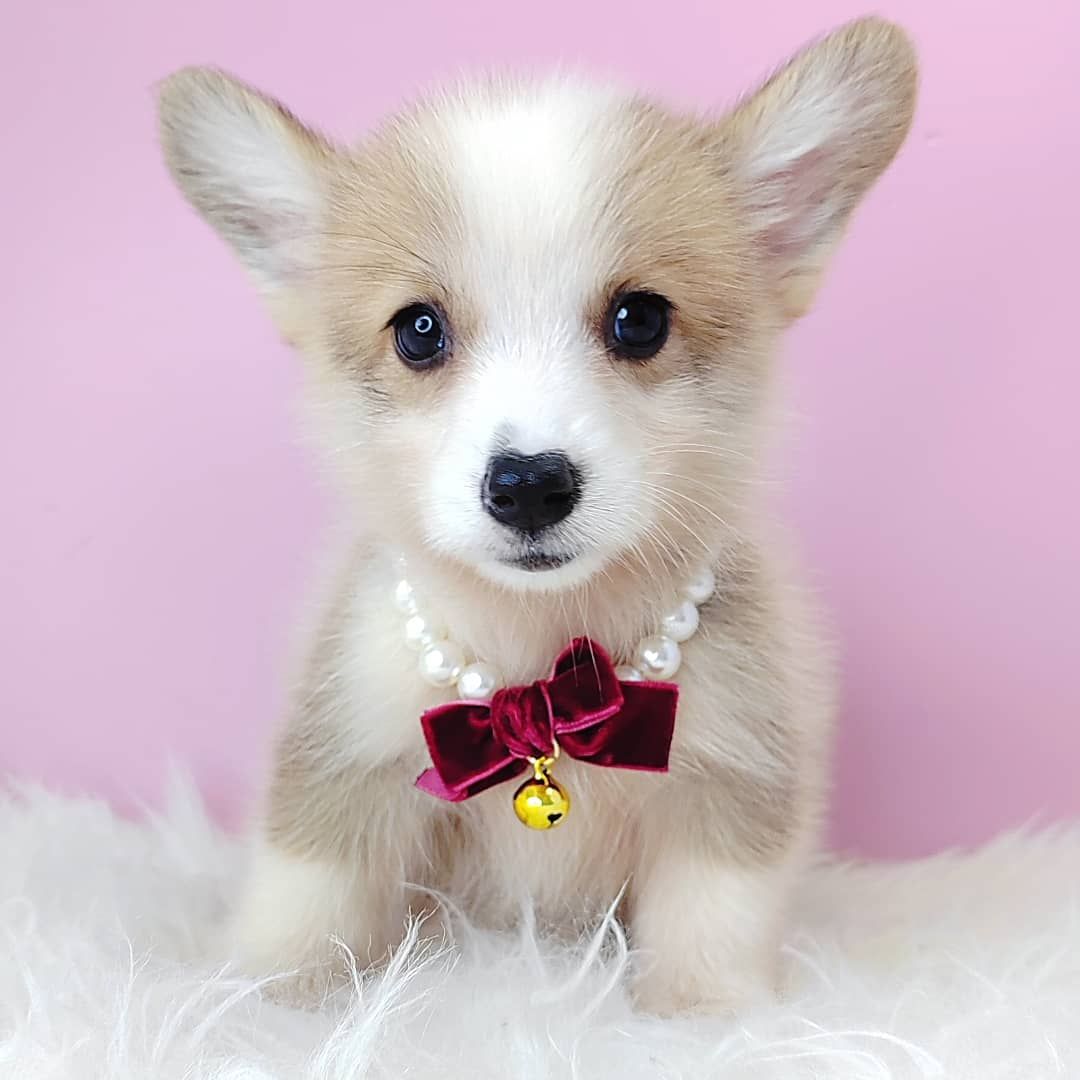 Welsh Corgi 柯基