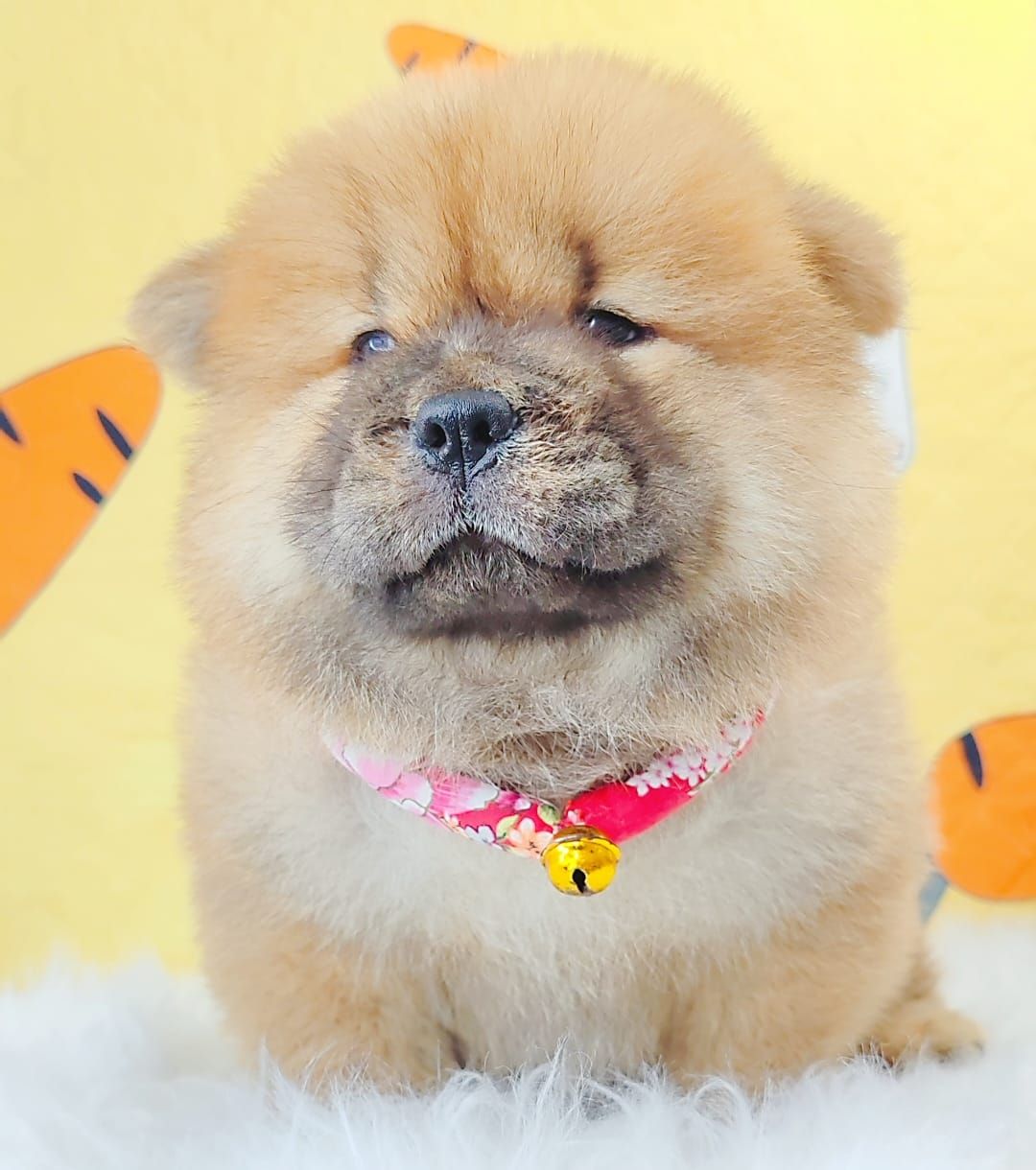Chow Chow 松狮犬