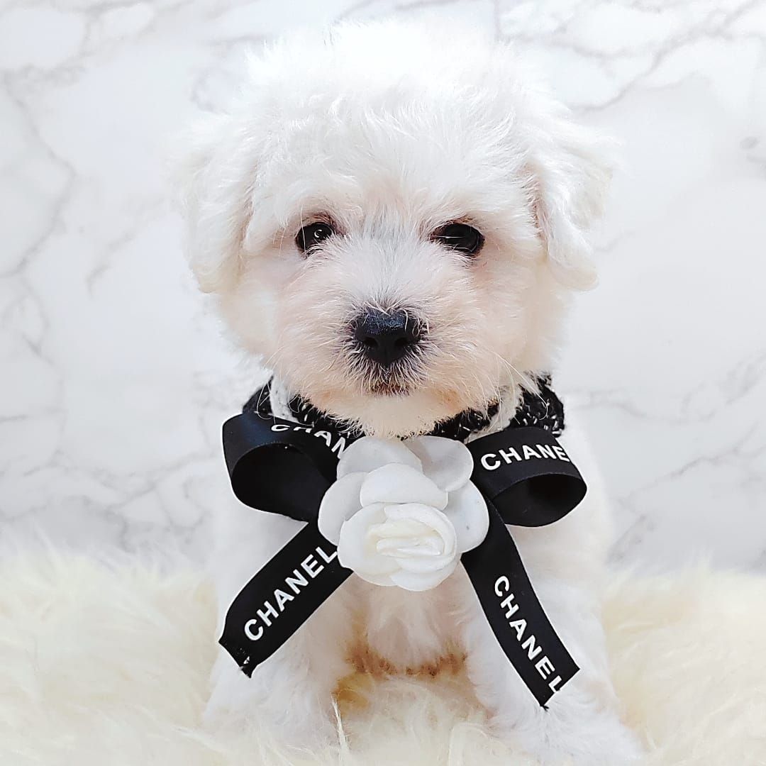 Bichon Frise 比熊