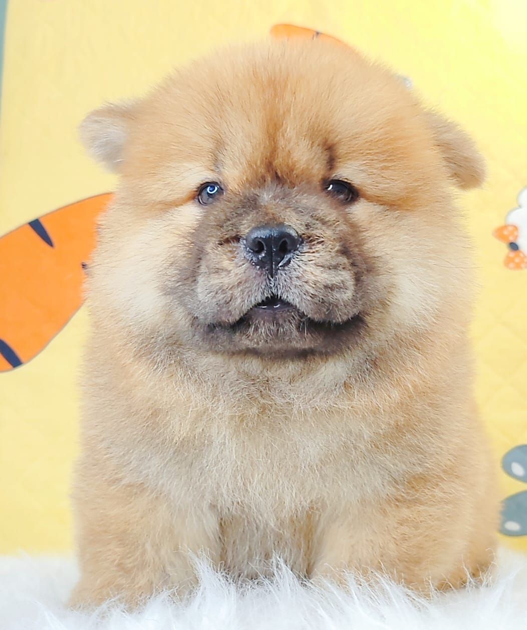 Chow Chow 松狮犬
