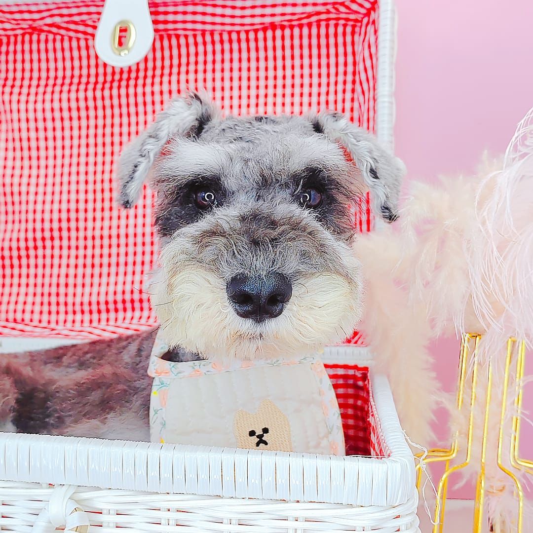 Schnauzer 雪纳瑞