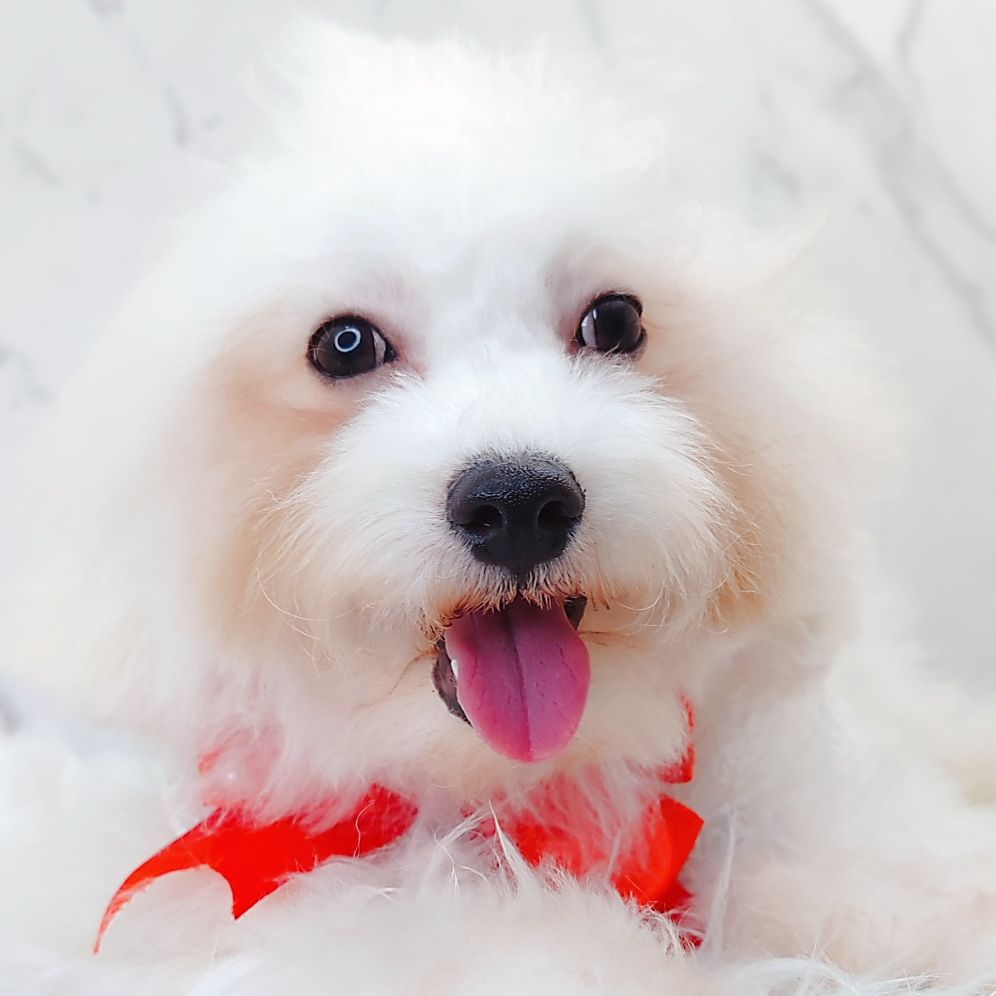 Maltipoo 马尔泰迪
