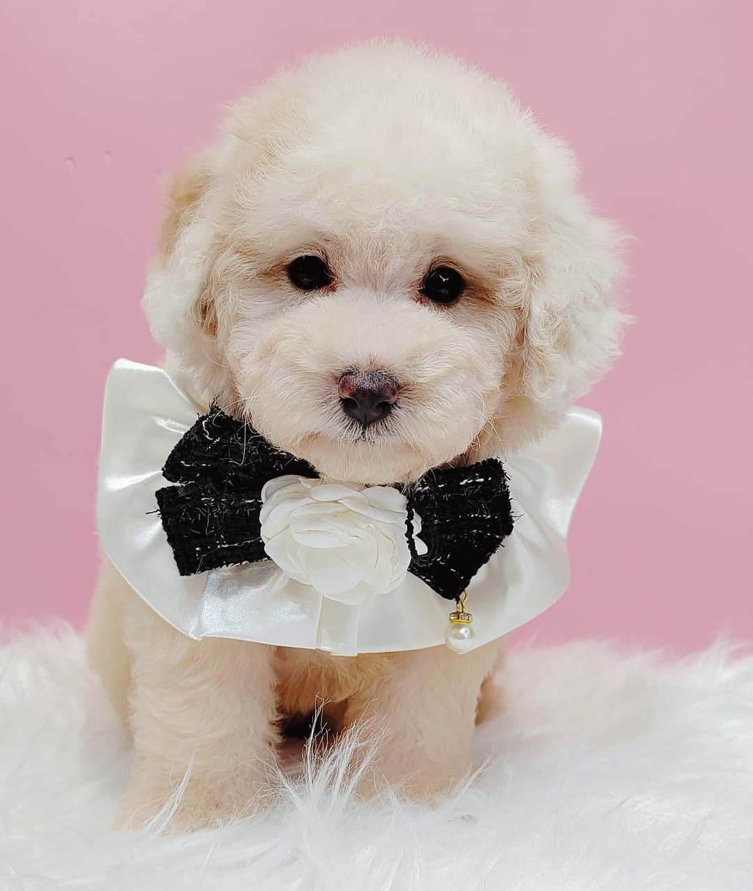 Poodle 娉拌开璐靛