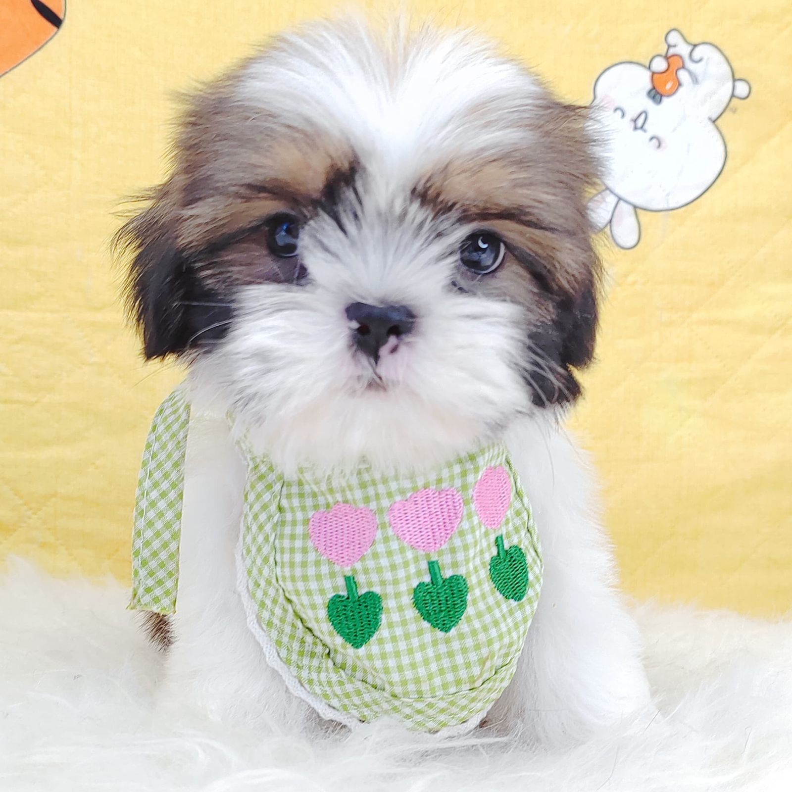 Shih Tzu 西施
