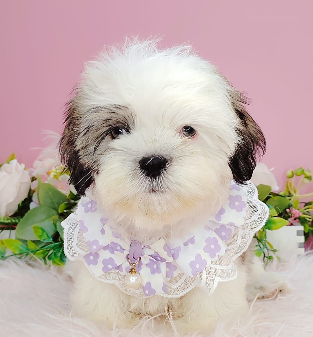Shih Tzu 西施