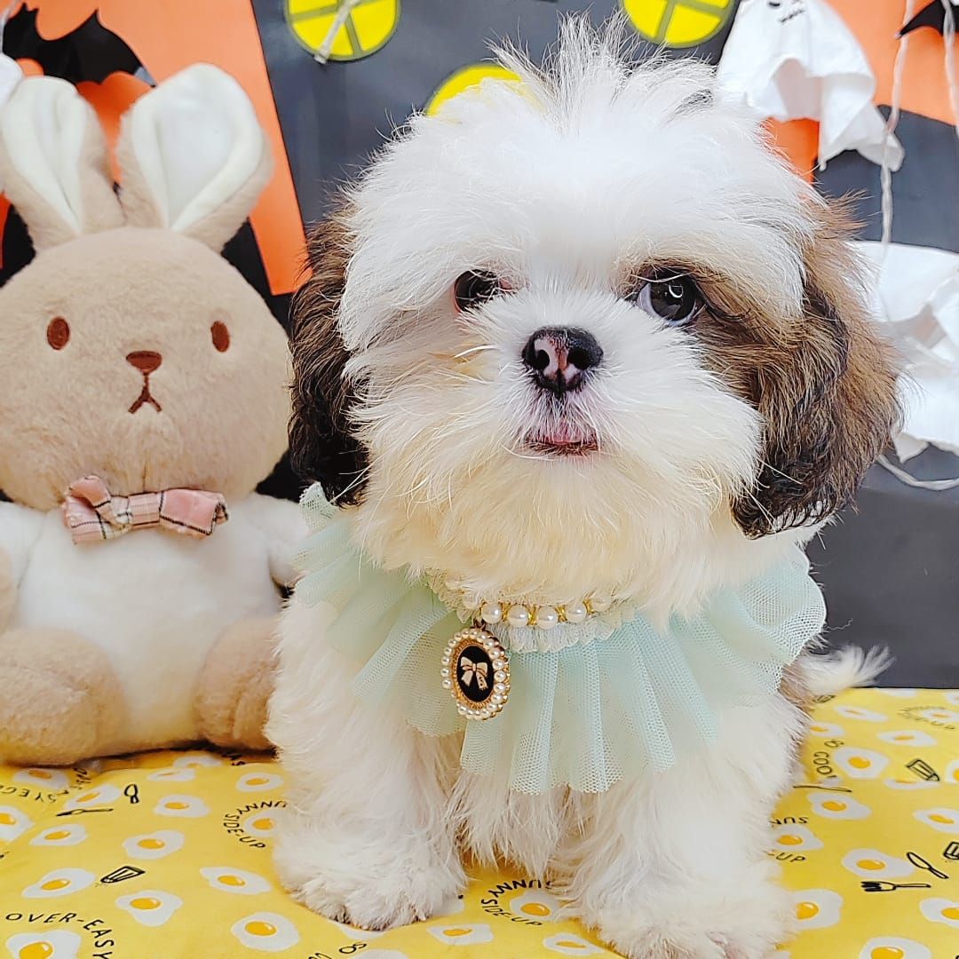 Shih Tzu 西施