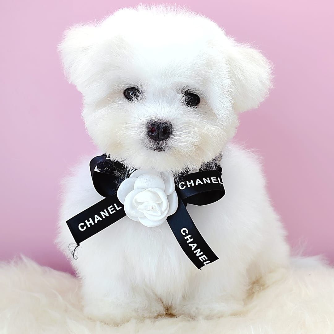 Maltipoo 马尔泰迪