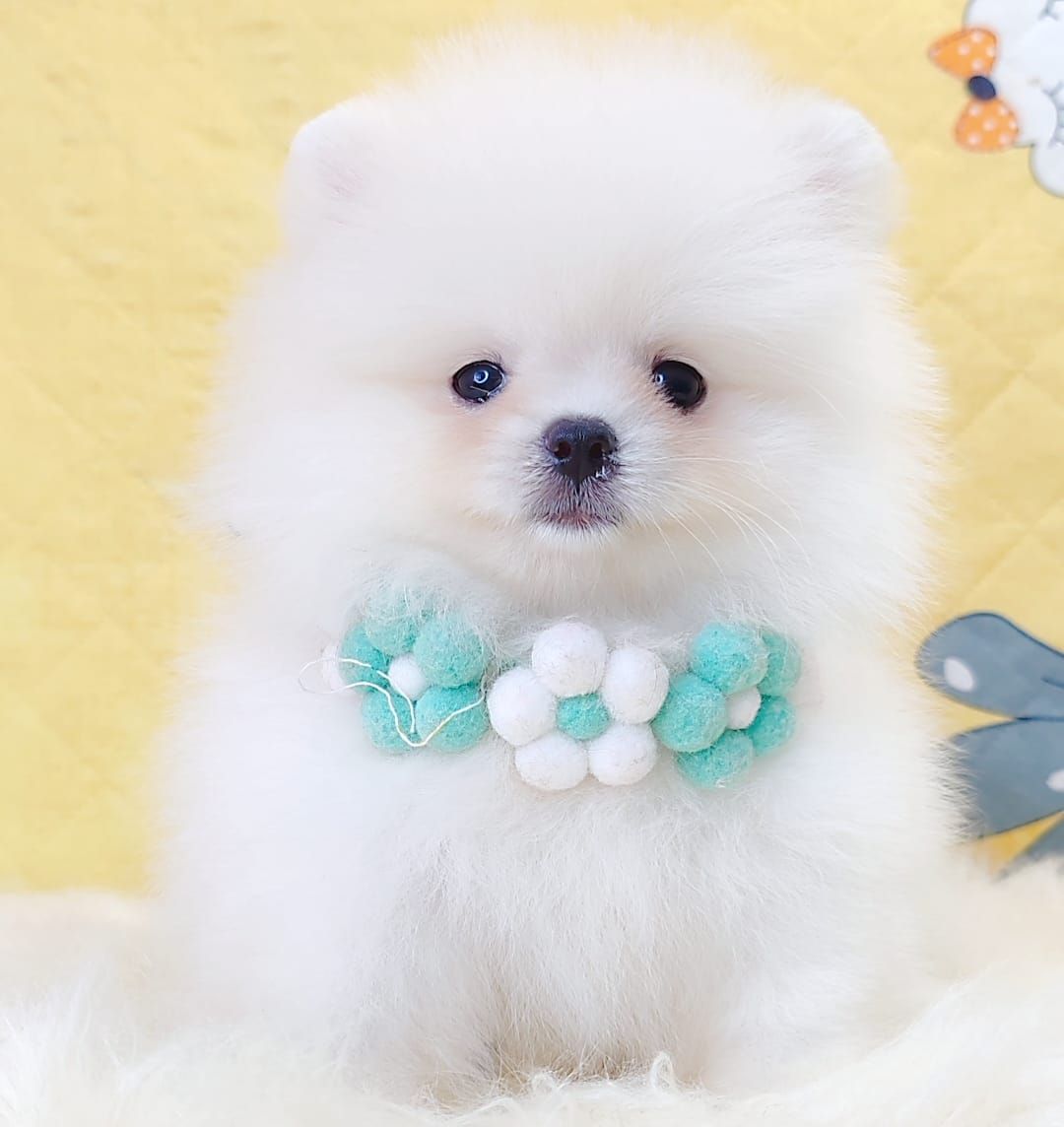 Pomeranian 博美