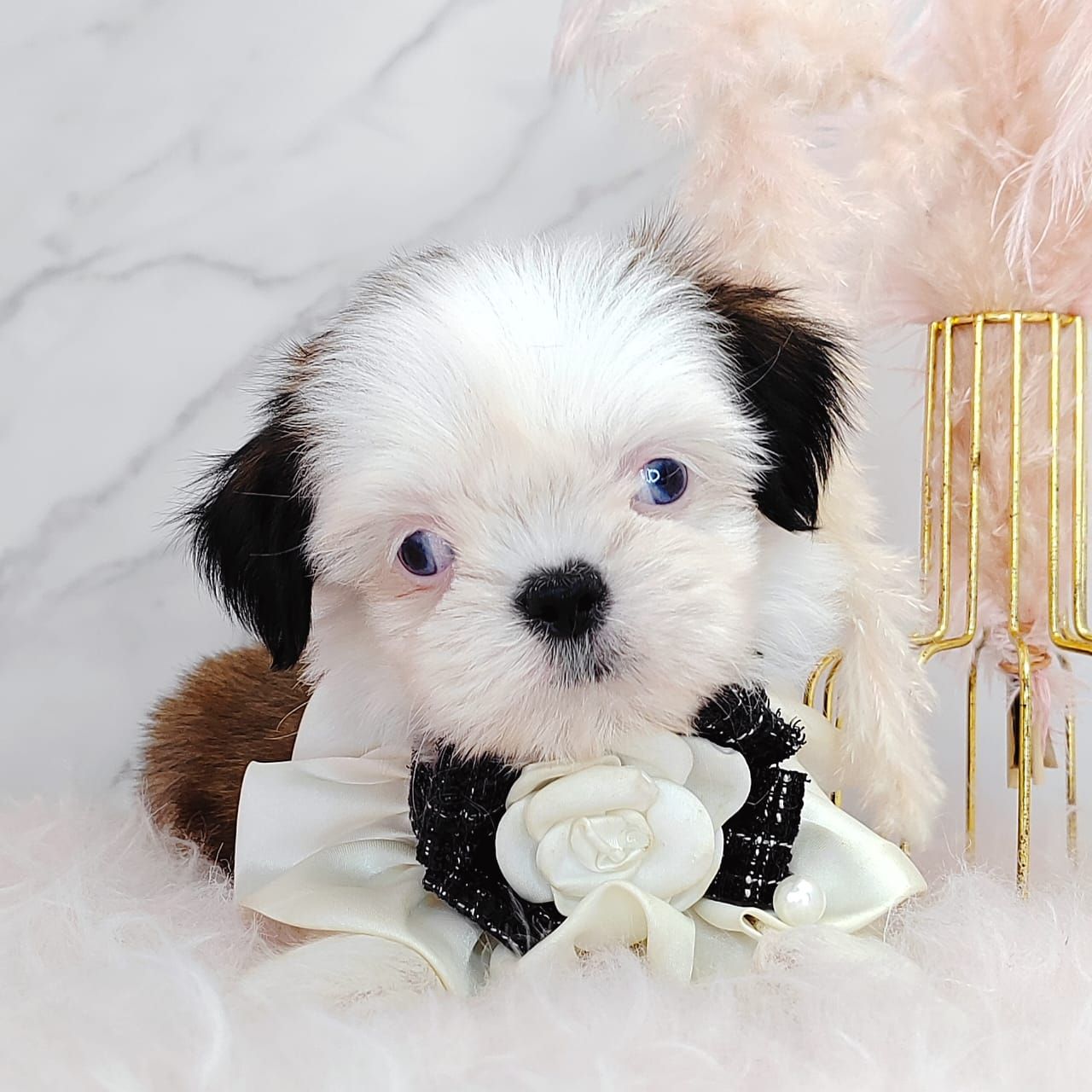 Shih Tzu 西施