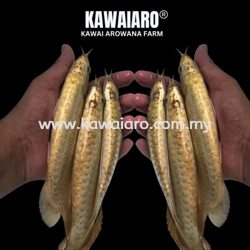 Malaysia Golden Head Arowana (80-100%)