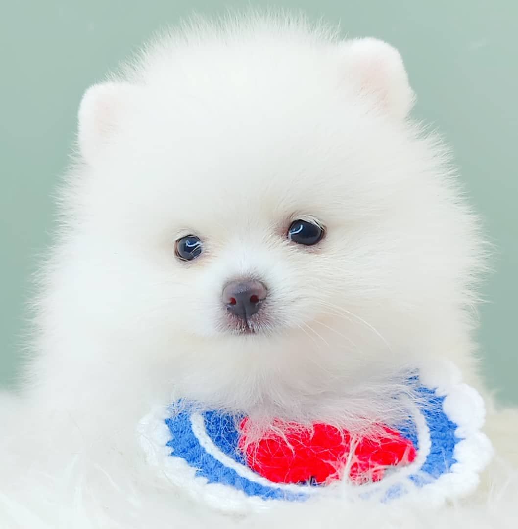 Pomeranian 博美