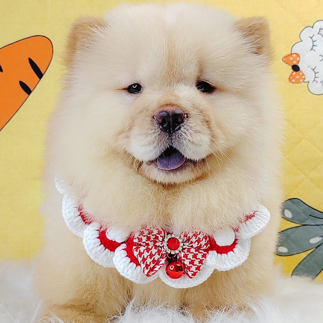 Chow Chow 松狮犬