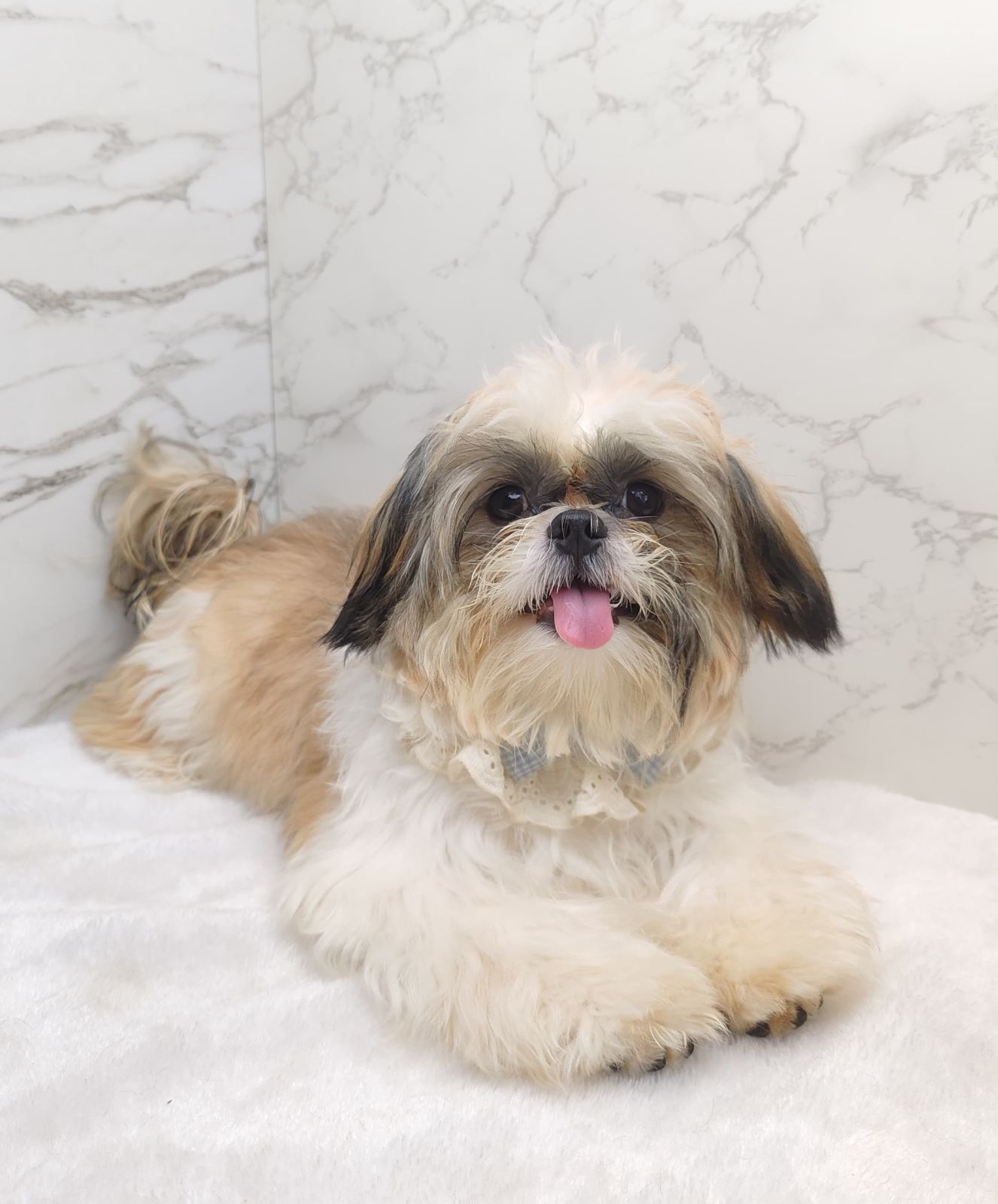 Shih Tzu 西施