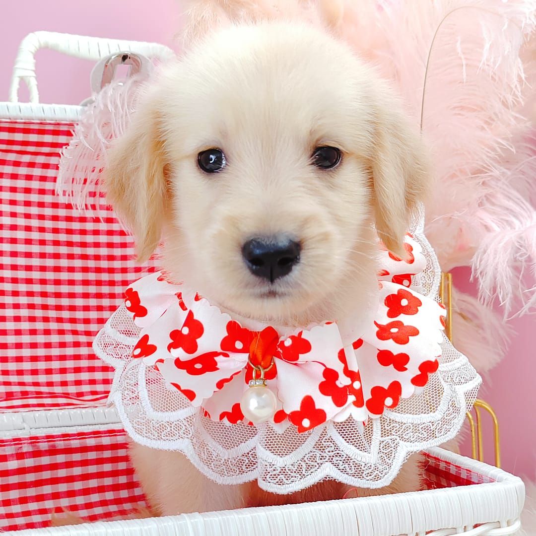Golden Retriever 黄金猎犬