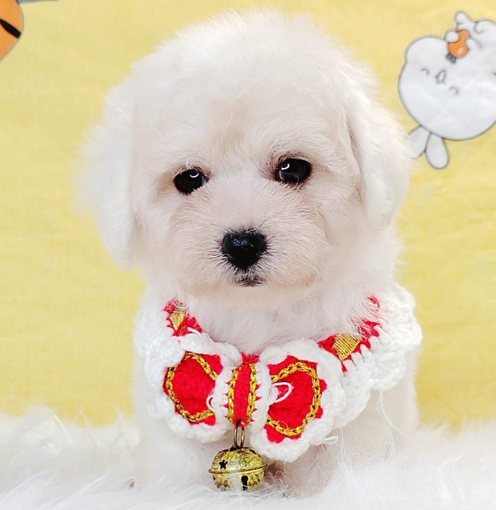 Bichon 比熊