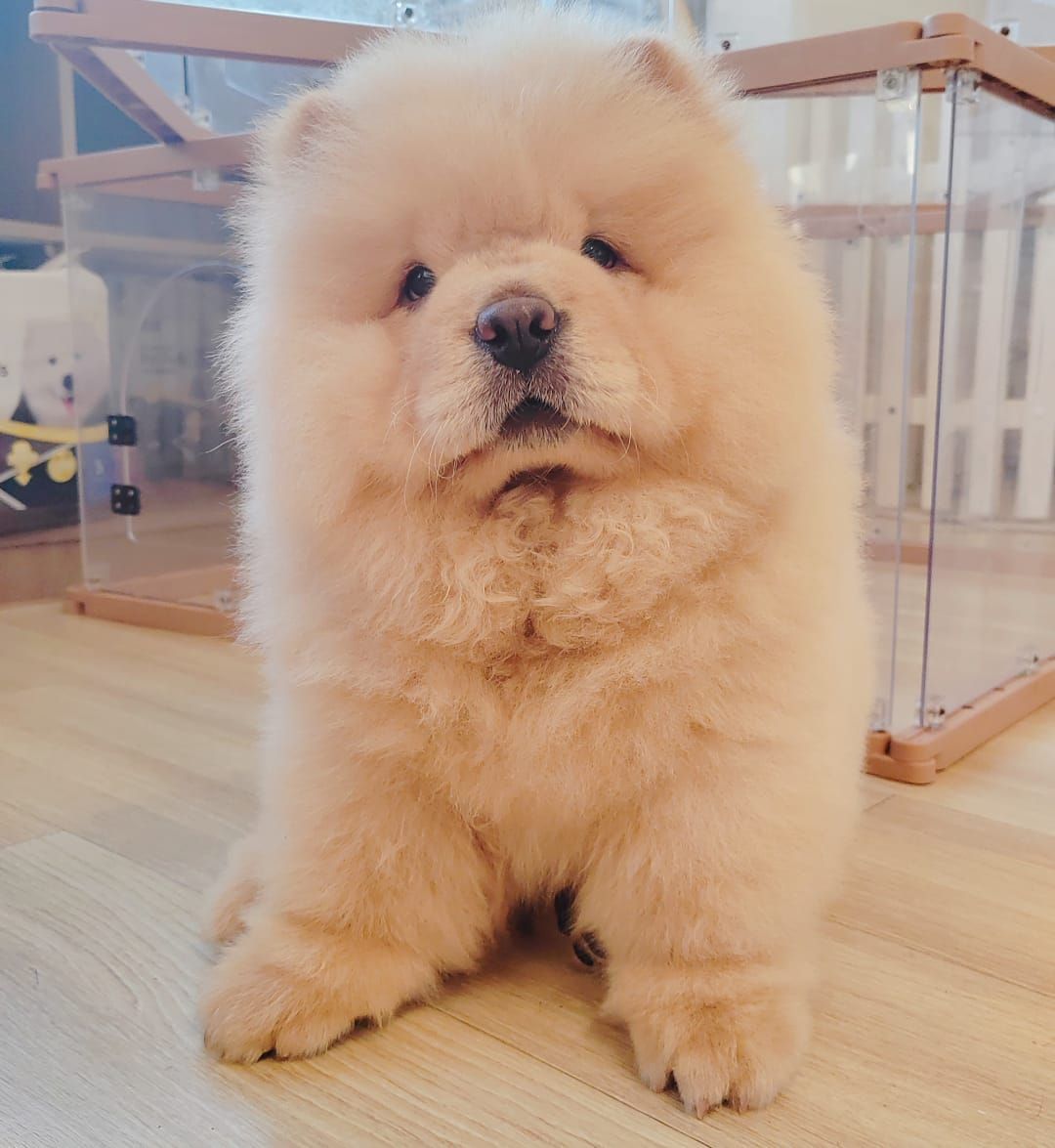 Chow Chow 松狮犬