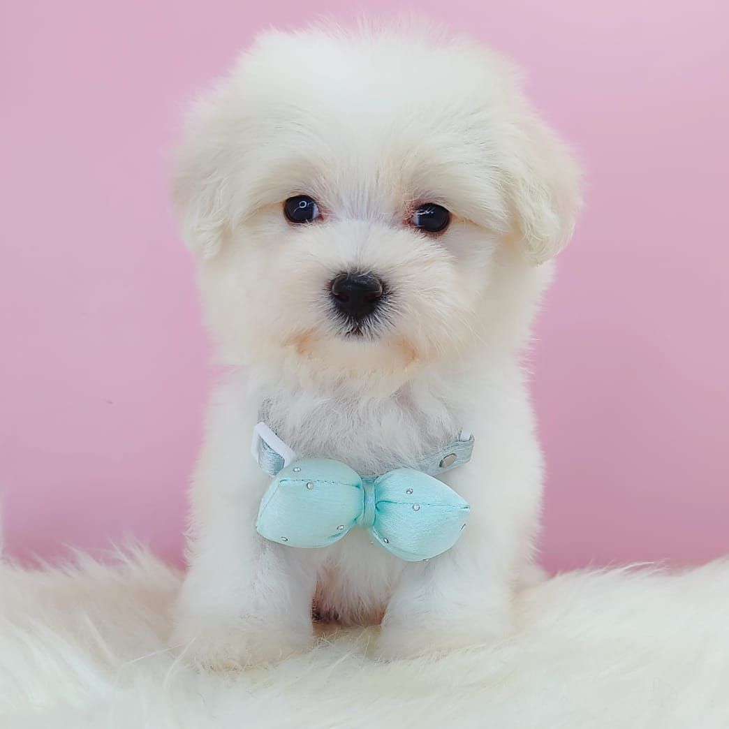 Maltipoo 马尔泰迪