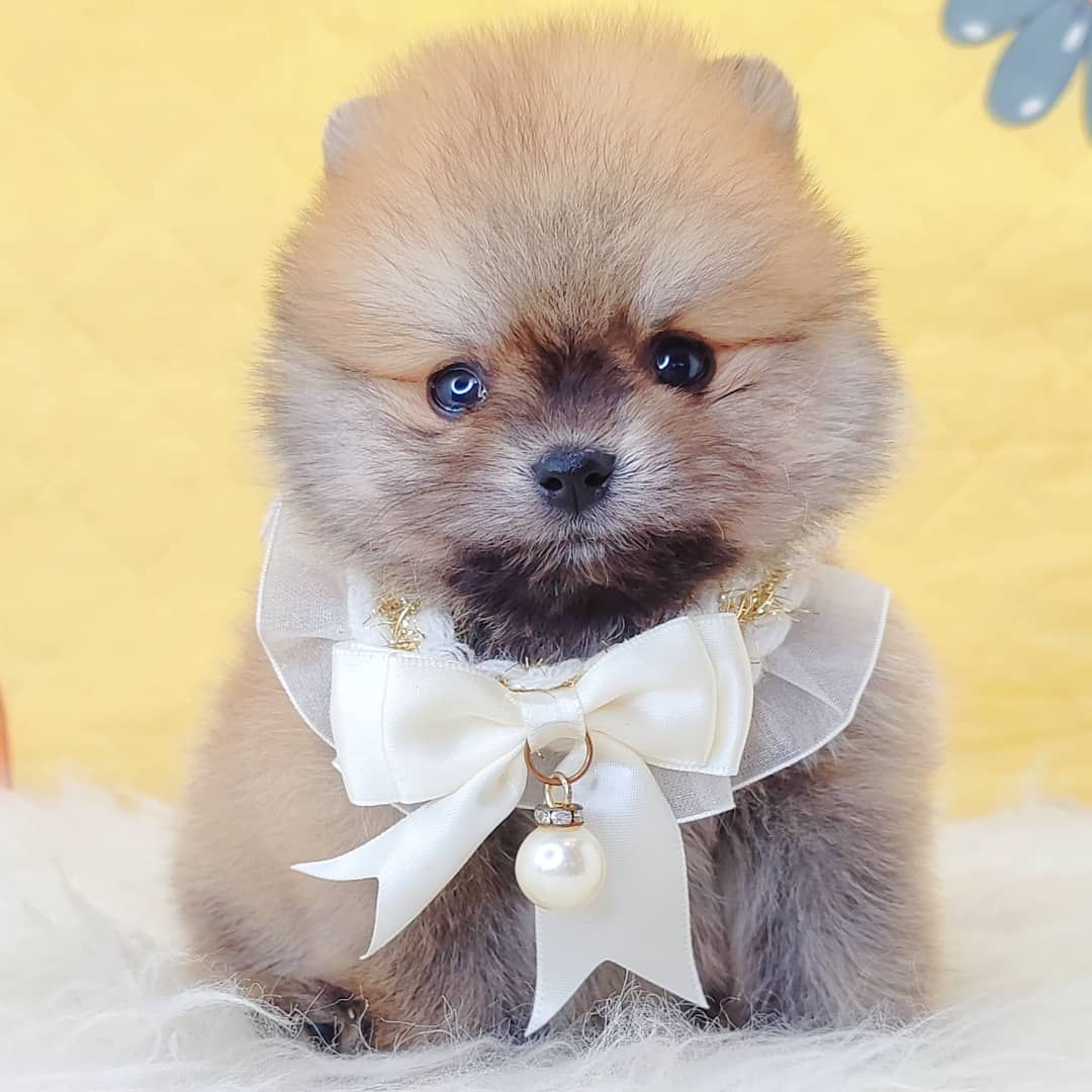 Pomeranian 博美