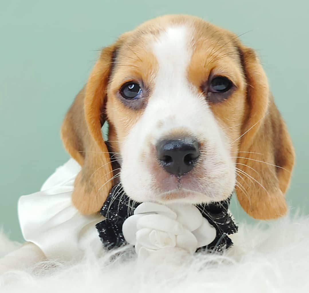 Beagle 米格鲁