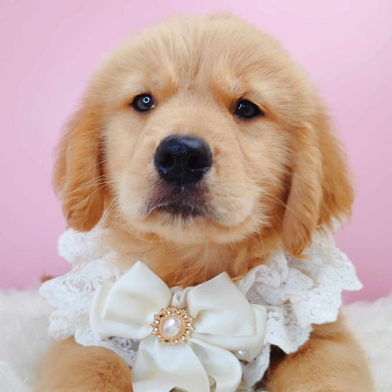 Golden Retriever 黄金猎犬