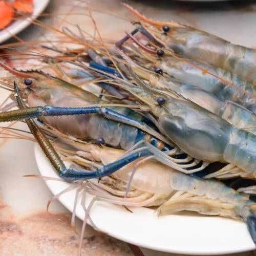Frozen Scampi & Prawn