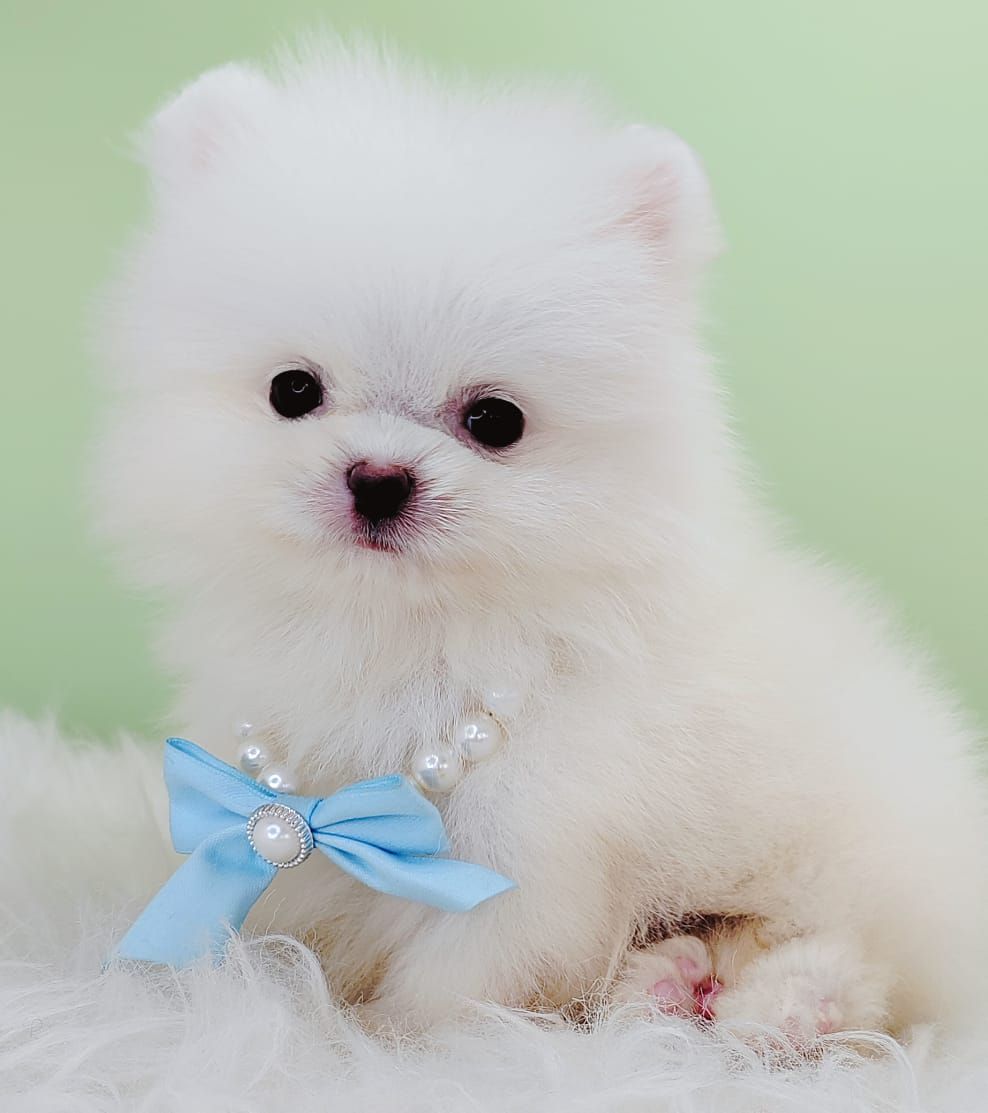 Pomeranian 博美
