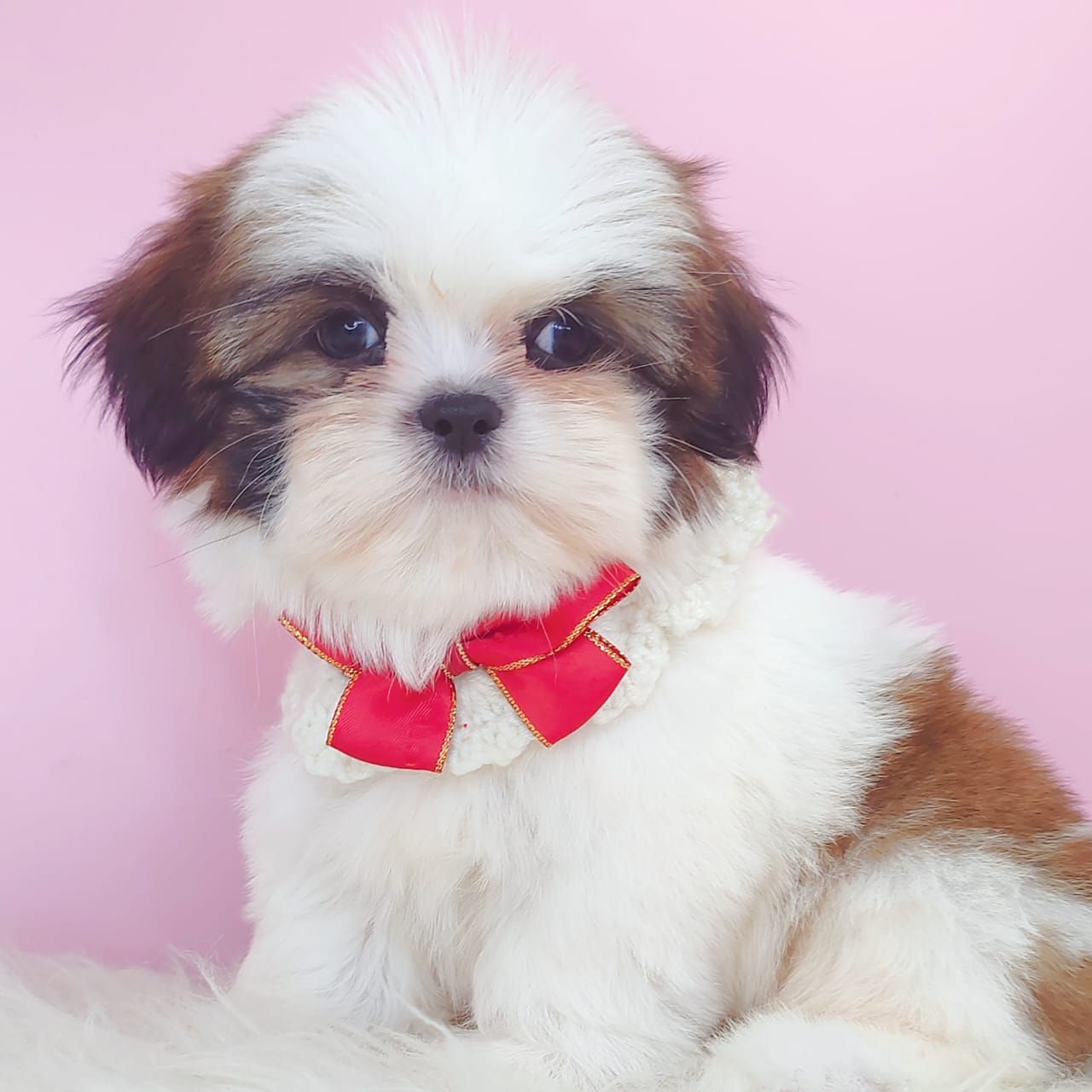 Shih Tzu 西施