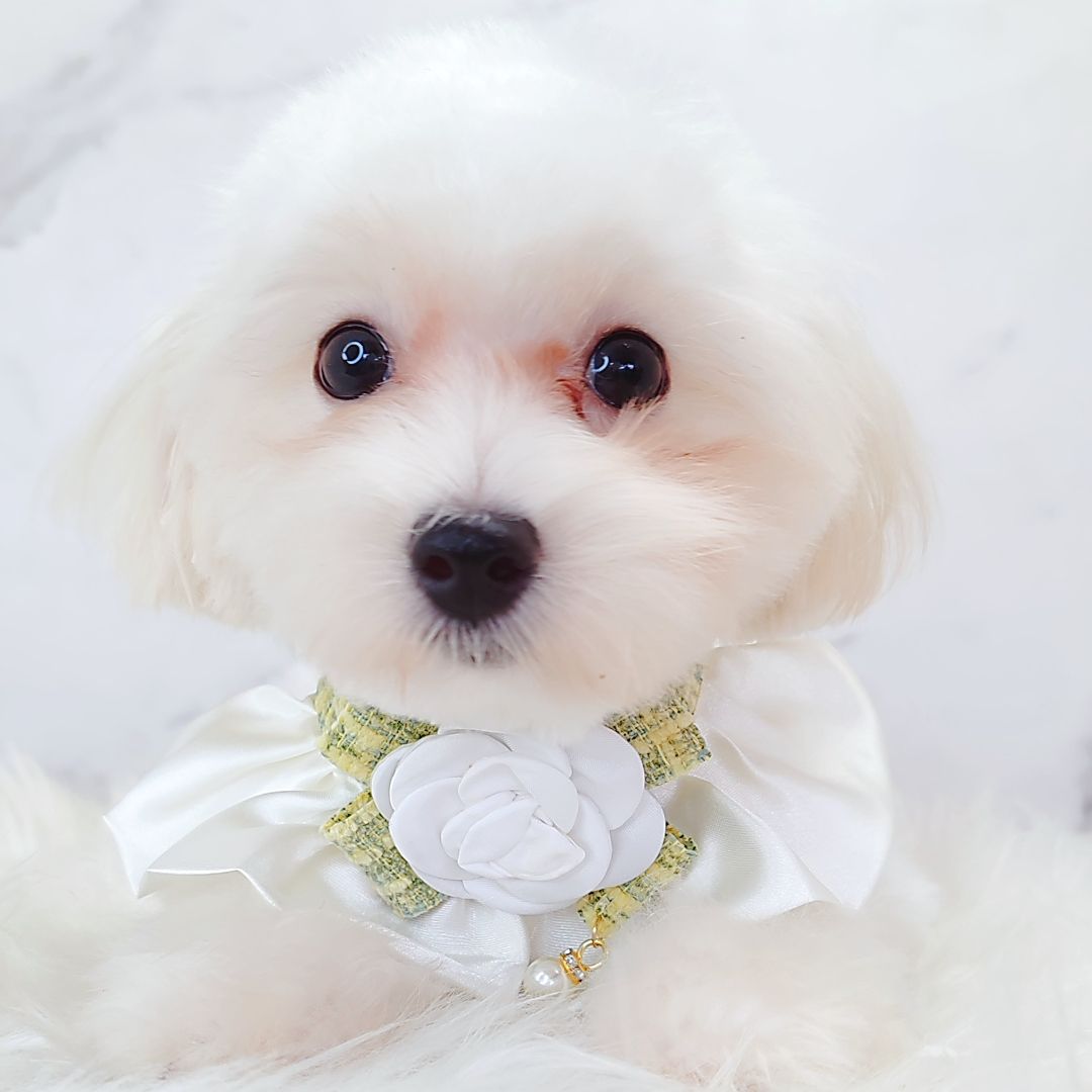 Maltipoo 马尔泰迪