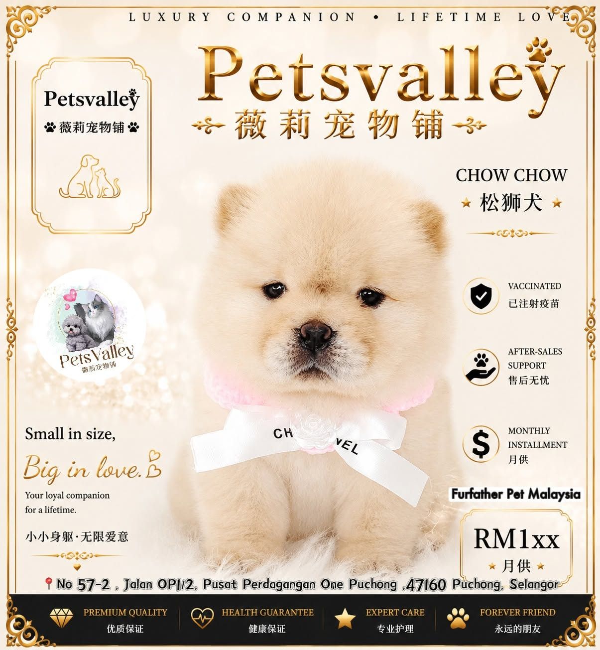 Chow Chow 松狮犬