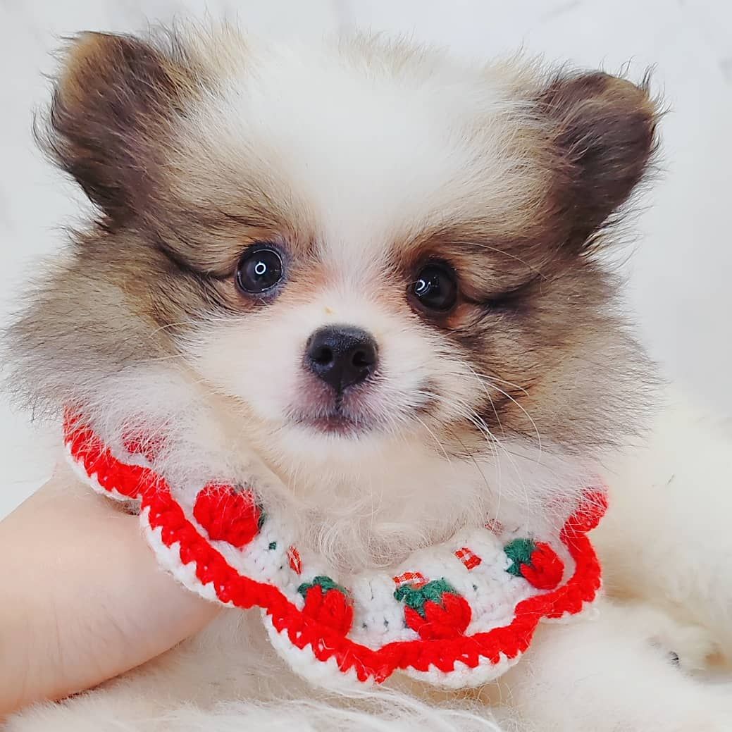Pomeranian 博美