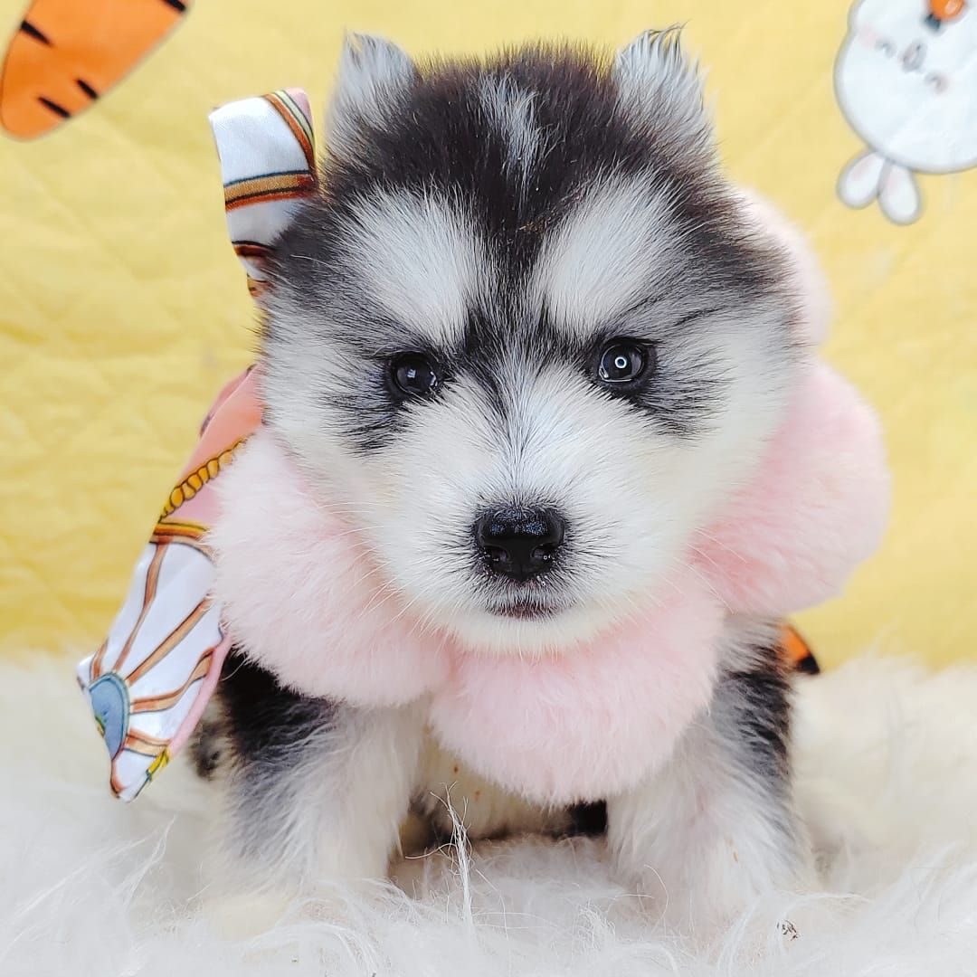 Pomsky 博士奇