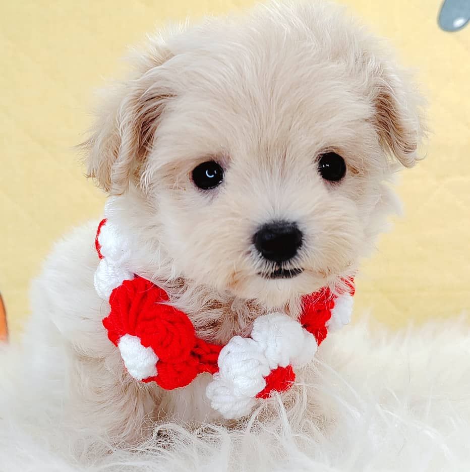 Maltipoo 马尔泰迪