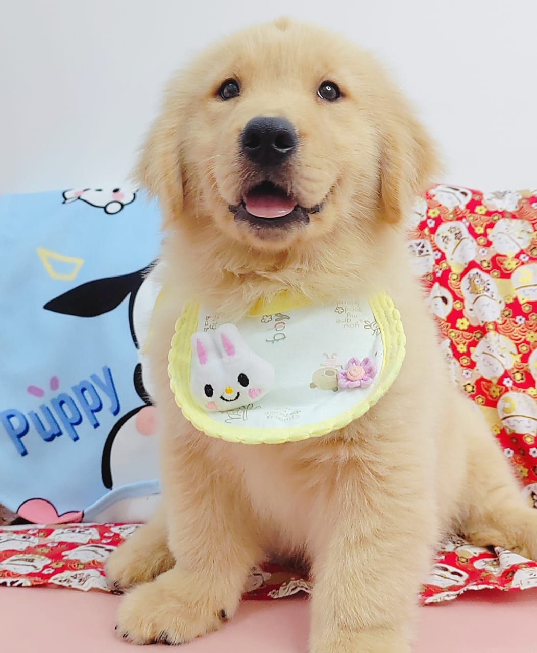 Golden Retriever 黄金猎犬