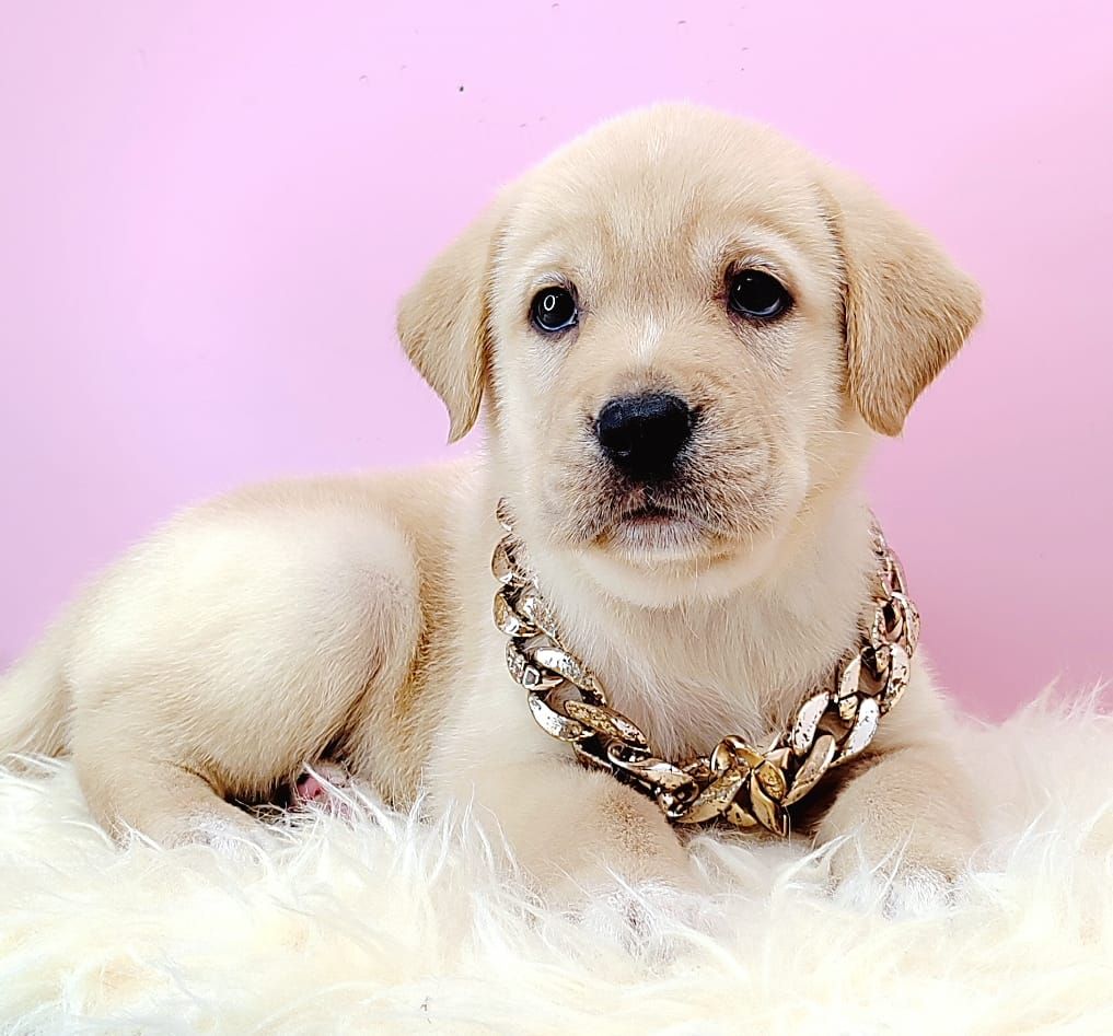 Labrador Retriever 拉布拉多
