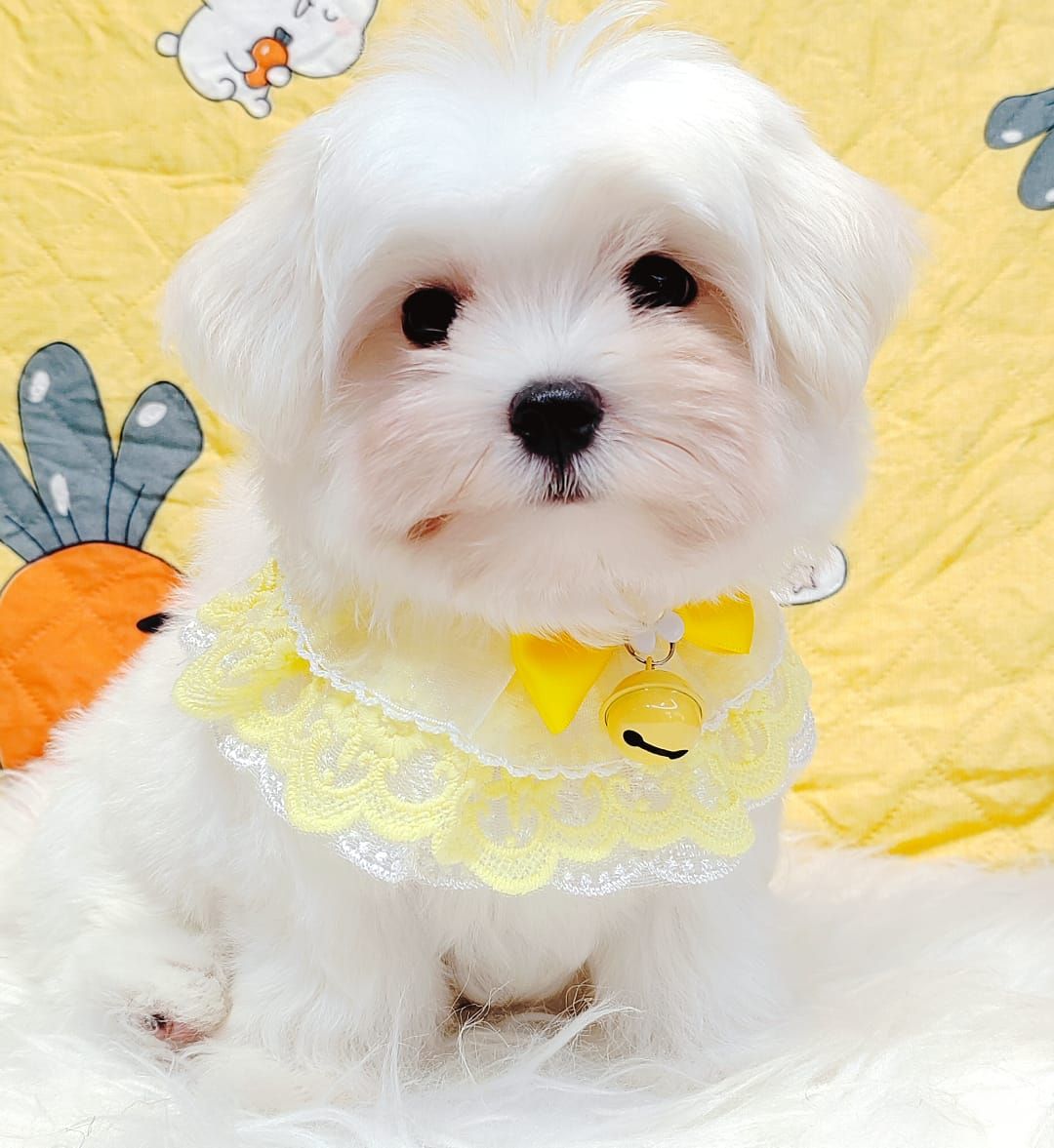 Maltese 马尔济斯