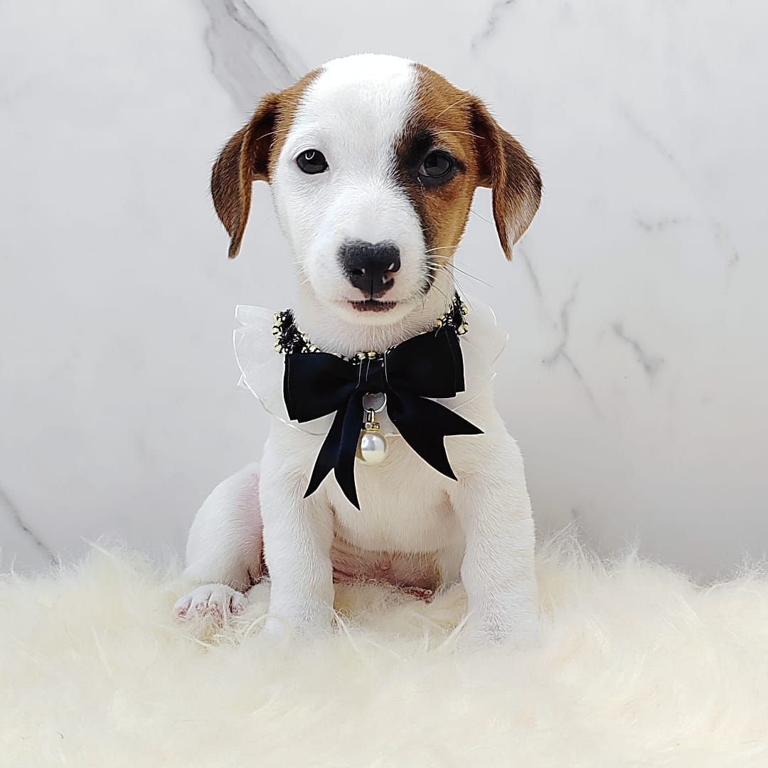 Jack Russell Terrier 杰克罗素梗