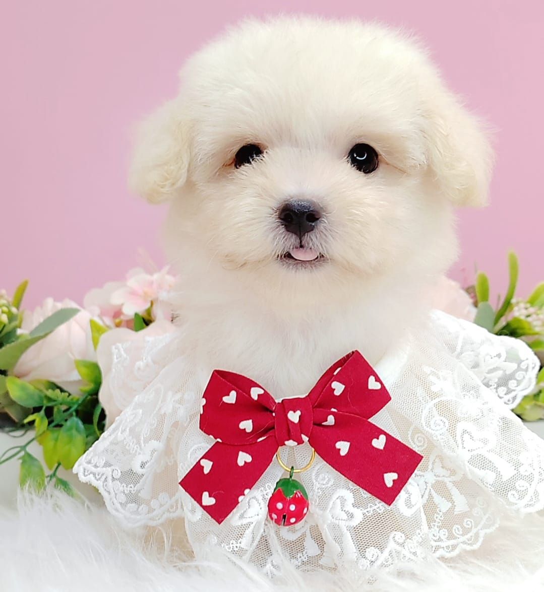 Poodle 娉拌开璐靛
